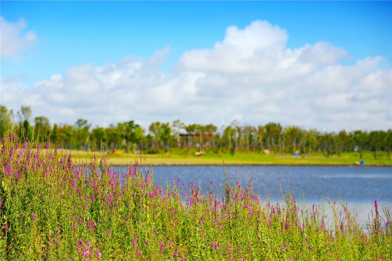 園冶杯專業(yè)獎(jiǎng):春花秋色(暫名)景觀工程