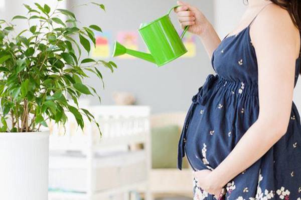 家里有孕婦 這些植物千萬不要室內養殖