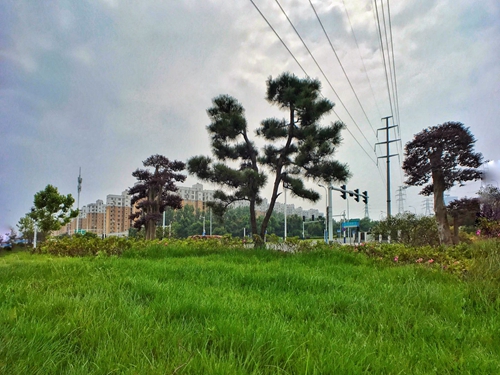 園冶杯專業獎：廬陽工業區天水路、凌湖路綠化施工