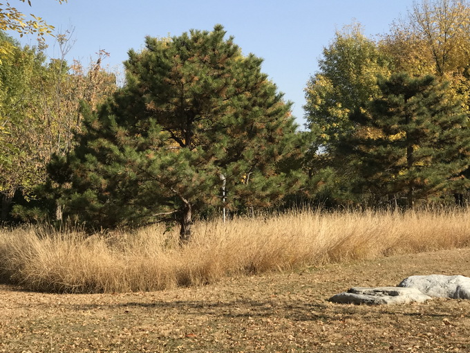 北京各大公園景區留住最美秋天