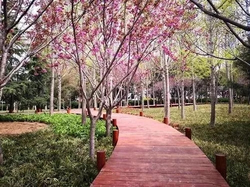 園冶杯專業獎:青島市普寧路游園景觀工程