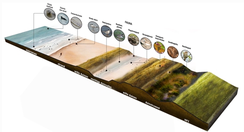 園冶杯專業(yè)獎:新Hondsbossche-Pettemer海防防洪堤