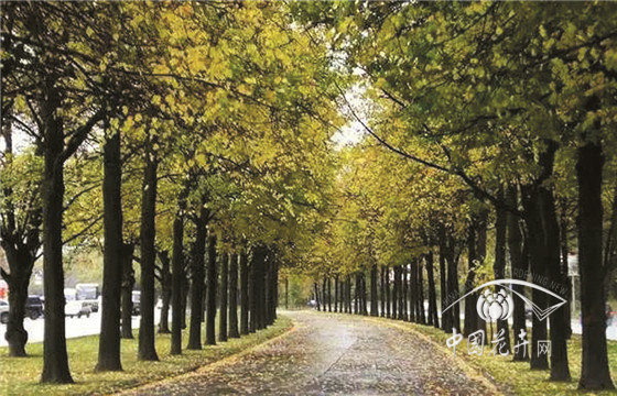 如何做好樹陣景觀