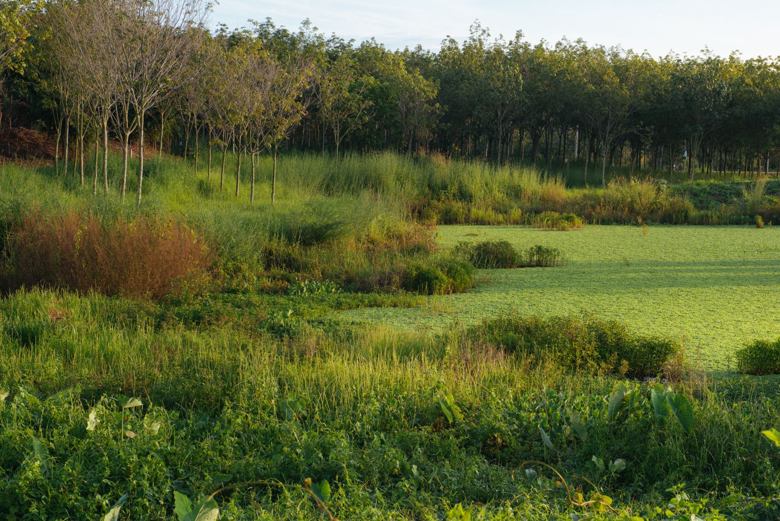 園冶杯專業獎：泰國Wangchan森林