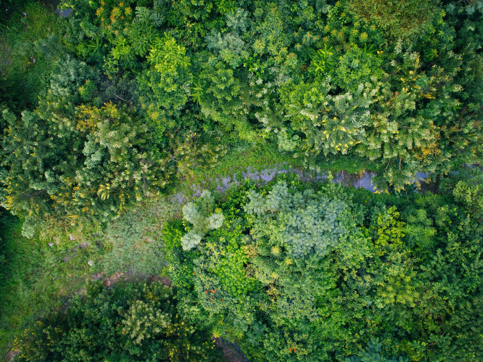 園冶杯專業獎：泰國Wangchan森林