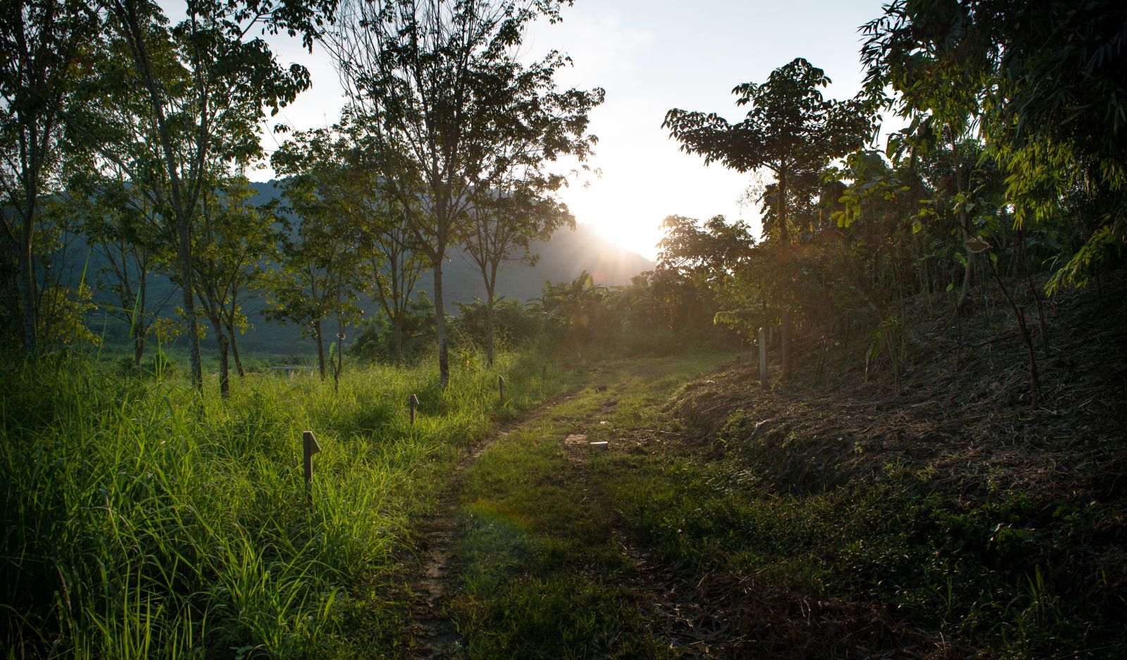 園冶杯專業獎：泰國Wangchan森林