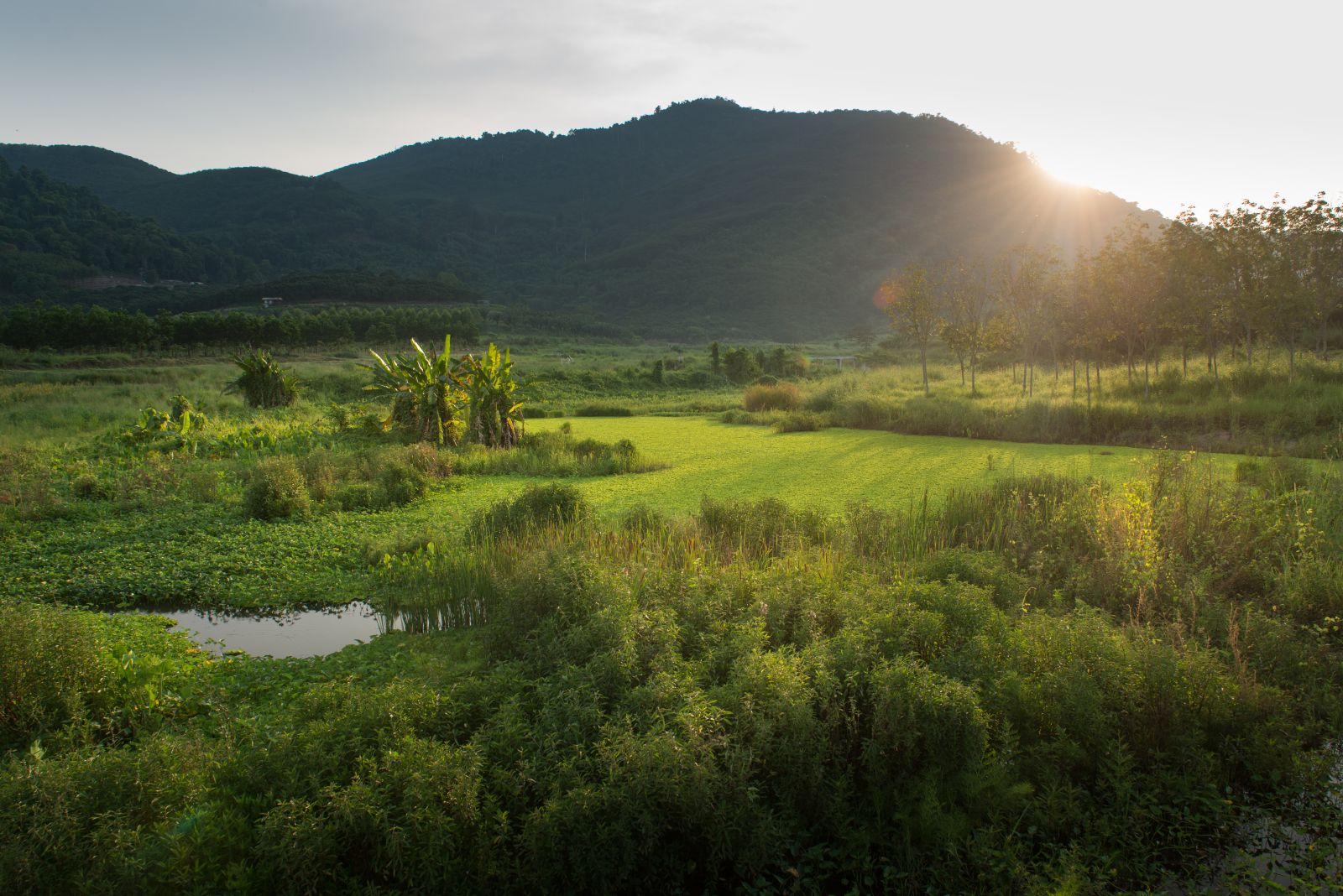 園冶杯專業獎：泰國Wangchan森林