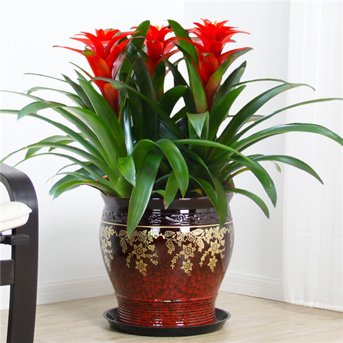 過年了，帶一盆祝福滿滿的年宵花回家