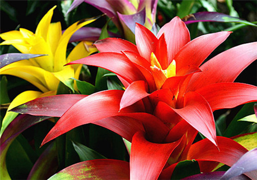 過年了，帶一盆祝福滿滿的年宵花回家