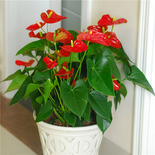 過年了，帶一盆祝福滿滿的年宵花回家