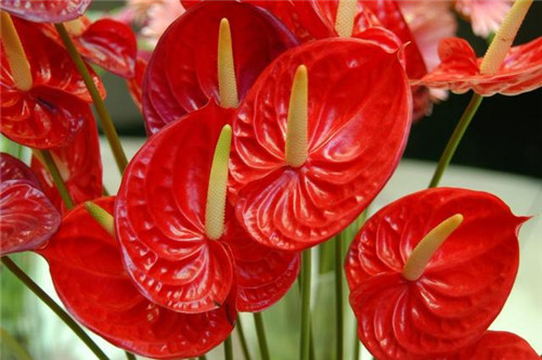 過年了，帶一盆祝福滿滿的年宵花回家