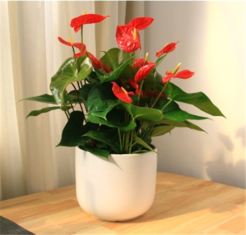 過年了，帶一盆祝福滿滿的年宵花回家