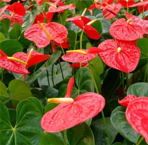 過年了，帶一盆祝福滿滿的年宵花回家