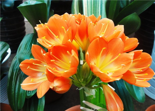 過年了，帶一盆祝福滿滿的年宵花回家