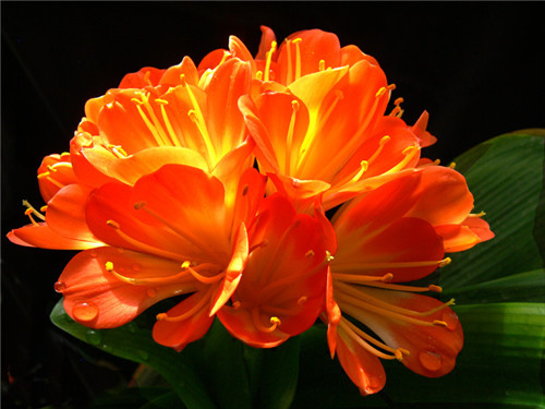 過年了，帶一盆祝福滿滿的年宵花回家