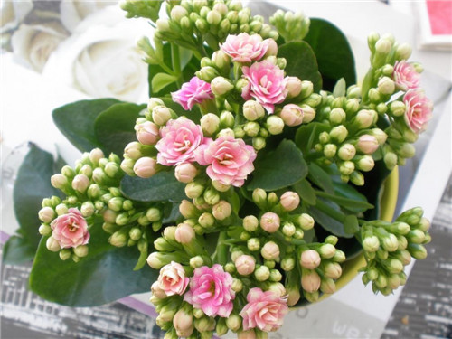 過年了，帶一盆祝福滿滿的年宵花回家