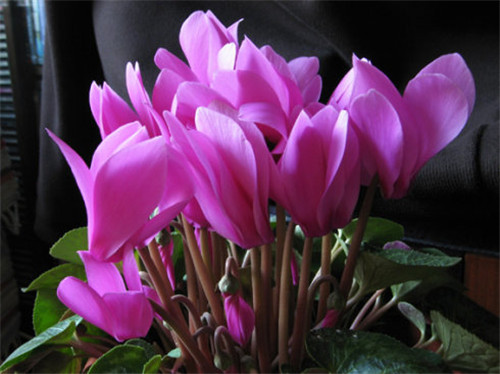 過年了，帶一盆祝福滿滿的年宵花回家