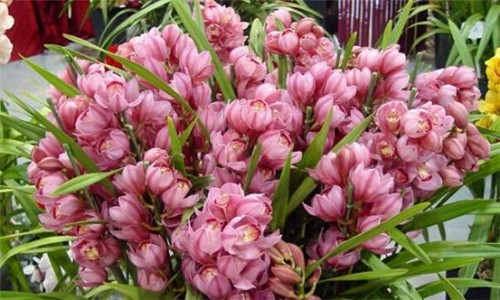 過年了，帶一盆祝福滿滿的年宵花回家