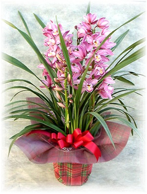 過年了，帶一盆祝福滿滿的年宵花回家