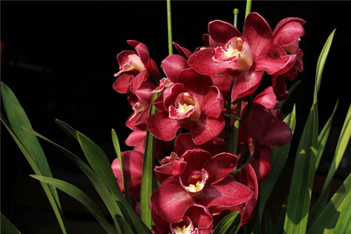 過年了，帶一盆祝福滿滿的年宵花回家