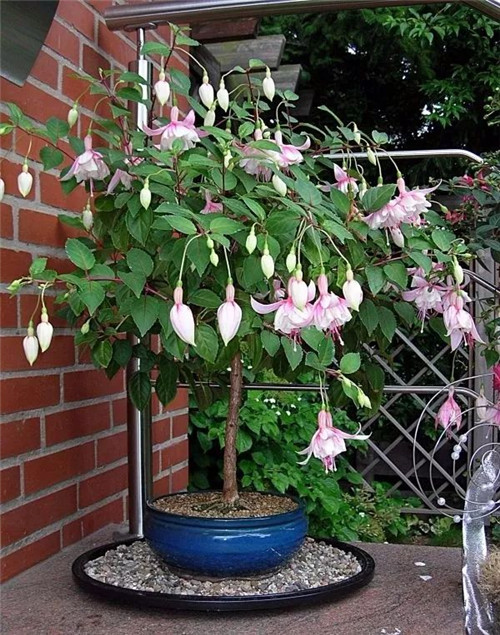 過年了，帶一盆祝福滿滿的年宵花回家