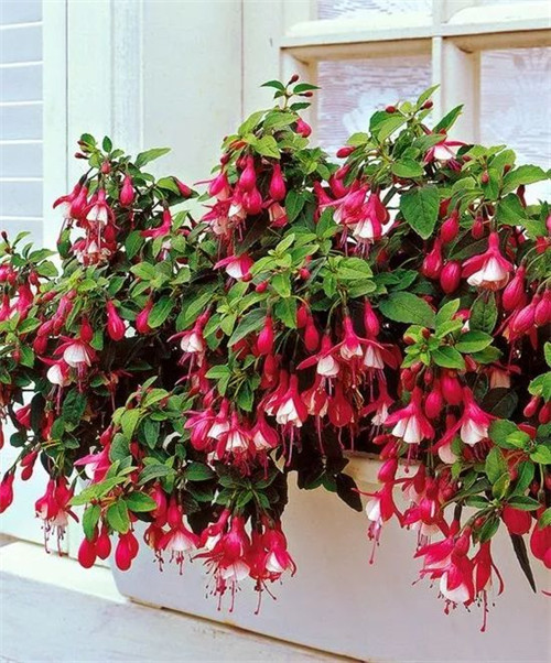 過年了，帶一盆祝福滿滿的年宵花回家