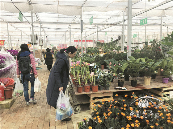 北京花卉市場疏解搬遷現狀調查