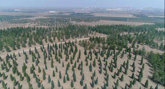 雄安2022年森林覆蓋率將達23%