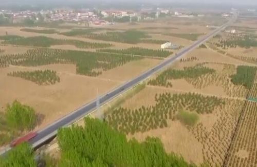 雄安植樹(shù)造林20萬(wàn)畝 涉及樹(shù)種一覽