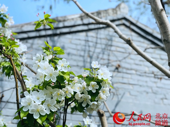 北京:街區更新 胡同里的“春天”藏不住