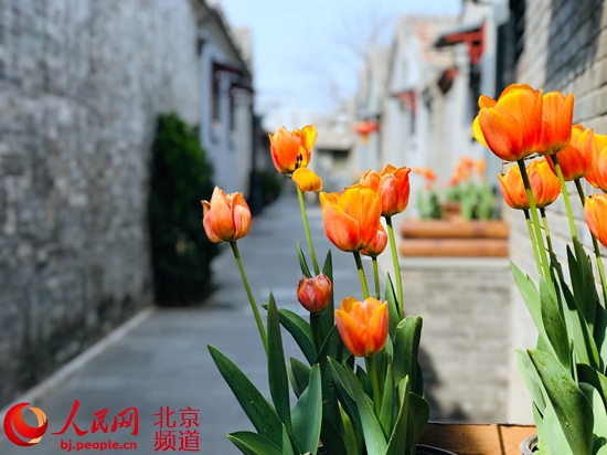 北京:街區更新 胡同里的“春天”藏不住