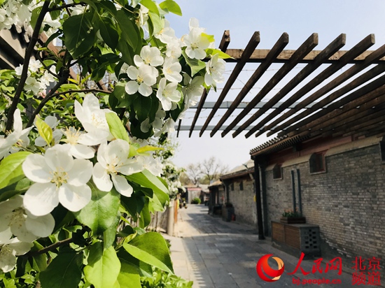 北京:街區更新 胡同里的“春天”藏不住