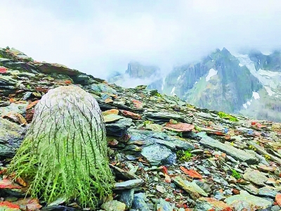 改變世界的中國植物