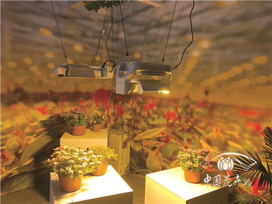 從國際花展探溫室設施發展動向