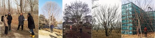 北京順景園林近期作品
