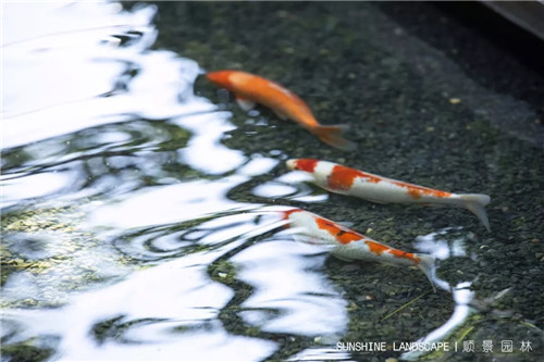 北京順景園林近期作品