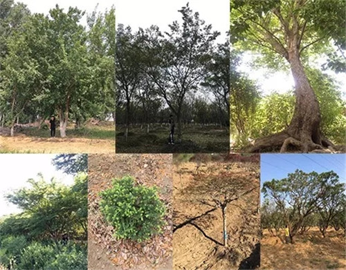 北京順景園林近期作品