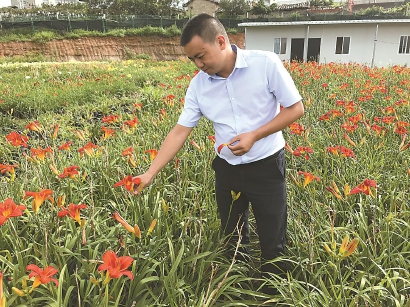 花卉食用藥用深加工,打造萱草產(chǎn)業(yè)鏈