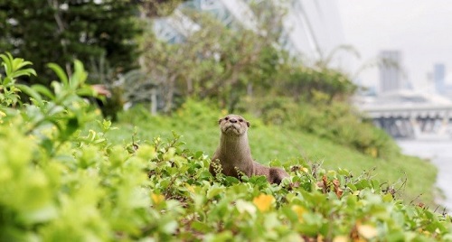 Stefaan Lambreghts:景觀與工程結(jié)合 打造人與自然的共存空間