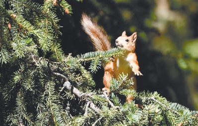 森林生態審美如何影響人類生活