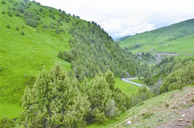 森林生態審美如何影響人類生活