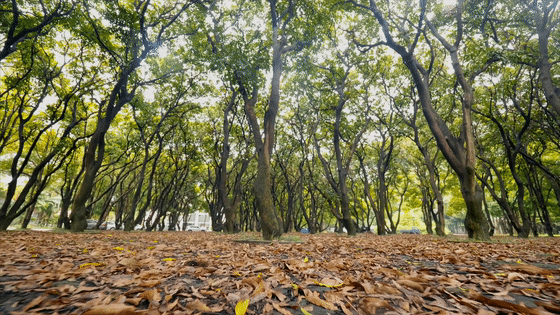 我把名字寫在了時間里丨華潤置地 西園悅府