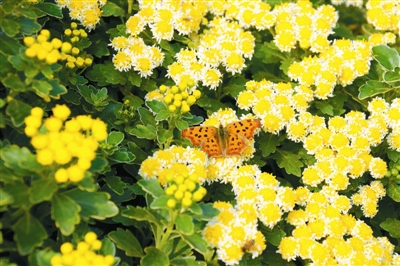 專家之聲：中國花境崛起從何入手？