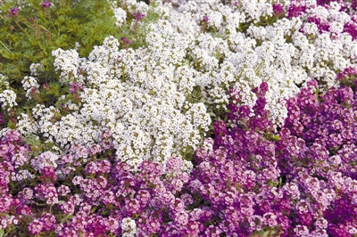 專家之聲：中國花境崛起從何入手？