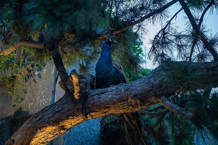 玉砌花光錦繡明 | 萬科·天府錦繡