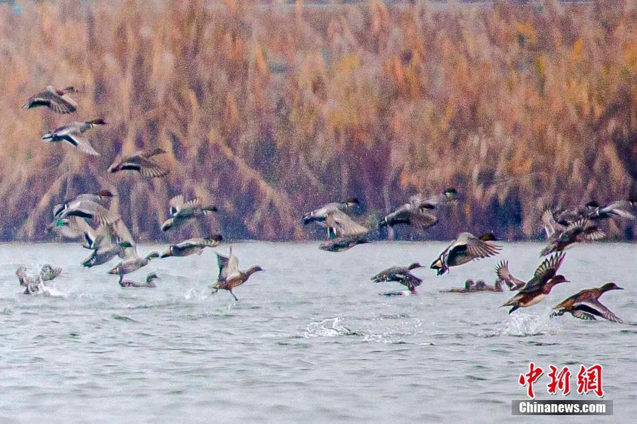 極危物種青頭潛鴨現(xiàn)身湖北枝江金湖