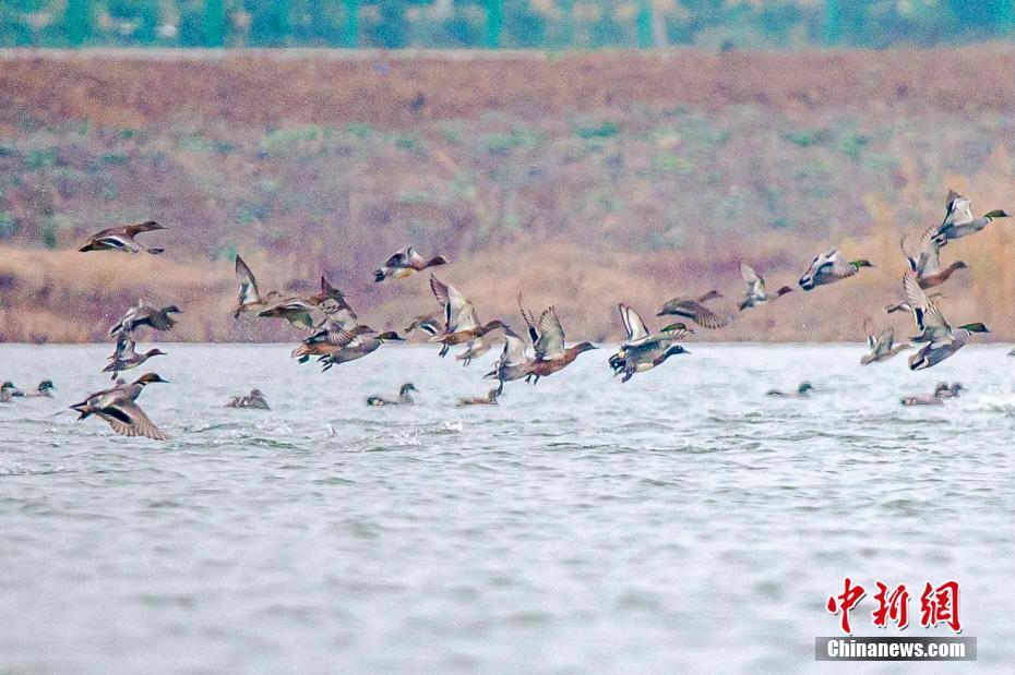 極危物種青頭潛鴨現(xiàn)身湖北枝江金湖