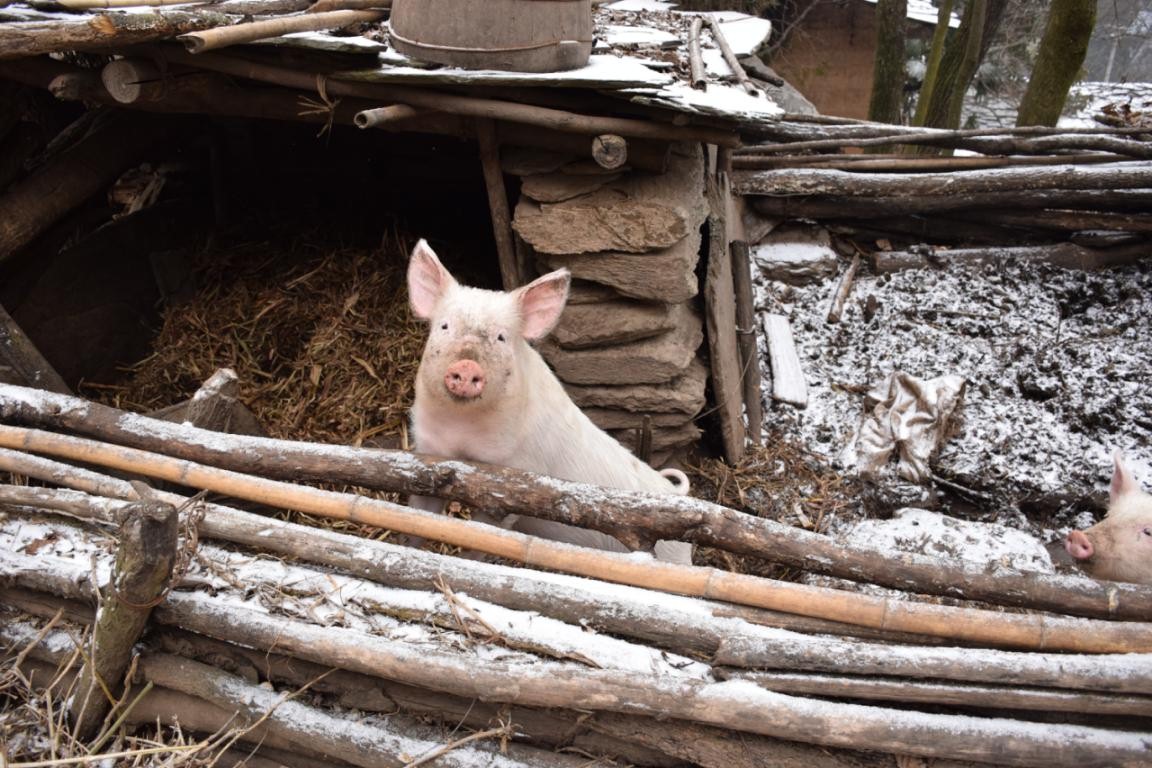 園冶杯一等獎(jiǎng)朱文豪：一粒沙中見世界，一座村中見故鄉(xiāng)