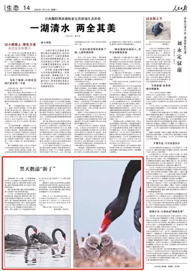 人民日報點贊滕州：濕地功能大提升 黑天鵝添“新丁”