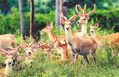 海南:精心呵護熱帶雨林 奮力建設(shè)國家公園
